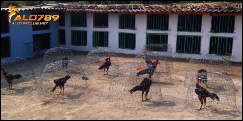 Làm giàu từ chăn nuôi gà đá kiếm thu nhập tiền tỷ mỗi tháng 5 Làm giàu từ chăn nuôi gà đá với trại gà Đòn Đất Việt