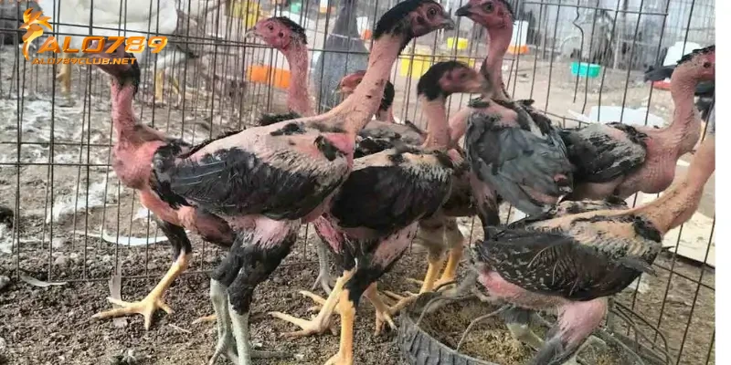 Cách Chọn Gà Giống Đá Hay Từ Các Sư Kê Lão Luyện 4 Cách chọn gà giống đá hay bạn nên biết